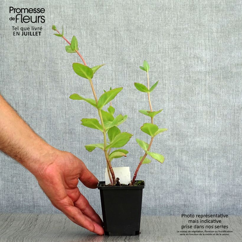 Esemplare di Sedum Matrona Vasetto da 8/9 cm consegnato in estate