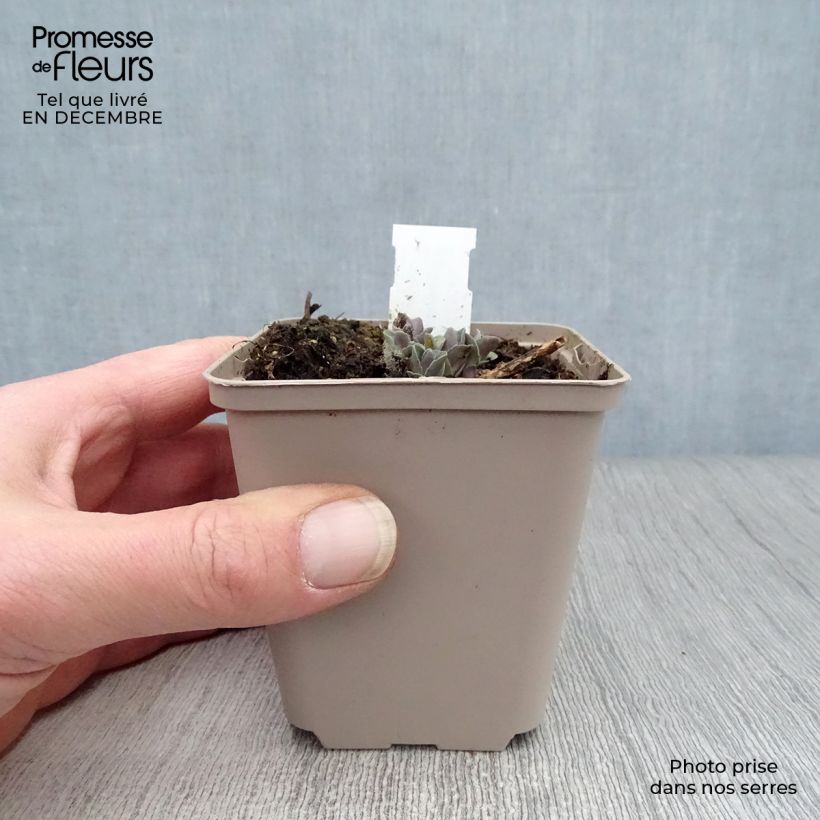Sedum spectabile Orange Xenox - Borracina Vasetto da 8/9 cm esemplare consegnato in inverno