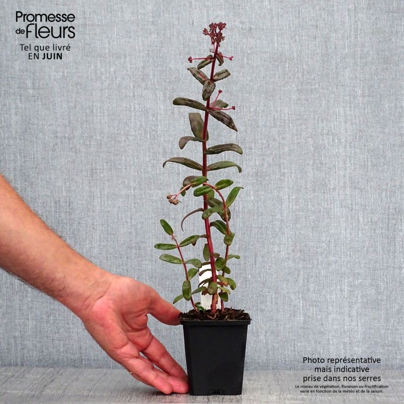 Esemplare di Sedum spectabile Purple Emperor - Borracina Vasetto da 8/9 cm consegnato in estate