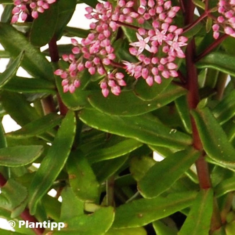 Sedum Sunsparkler Jade Tuffet (Fogliame)