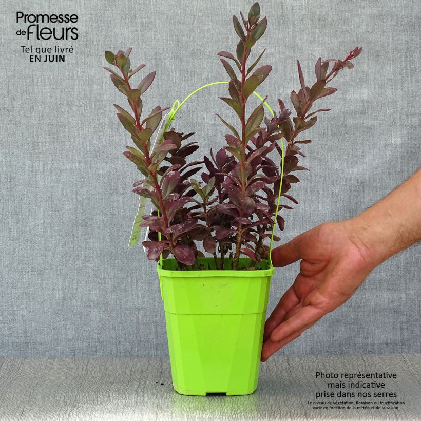 Esemplare di Sedum Sunsparkler Plum Dazzled Vaso da 1,5L/2L consegnato in estate