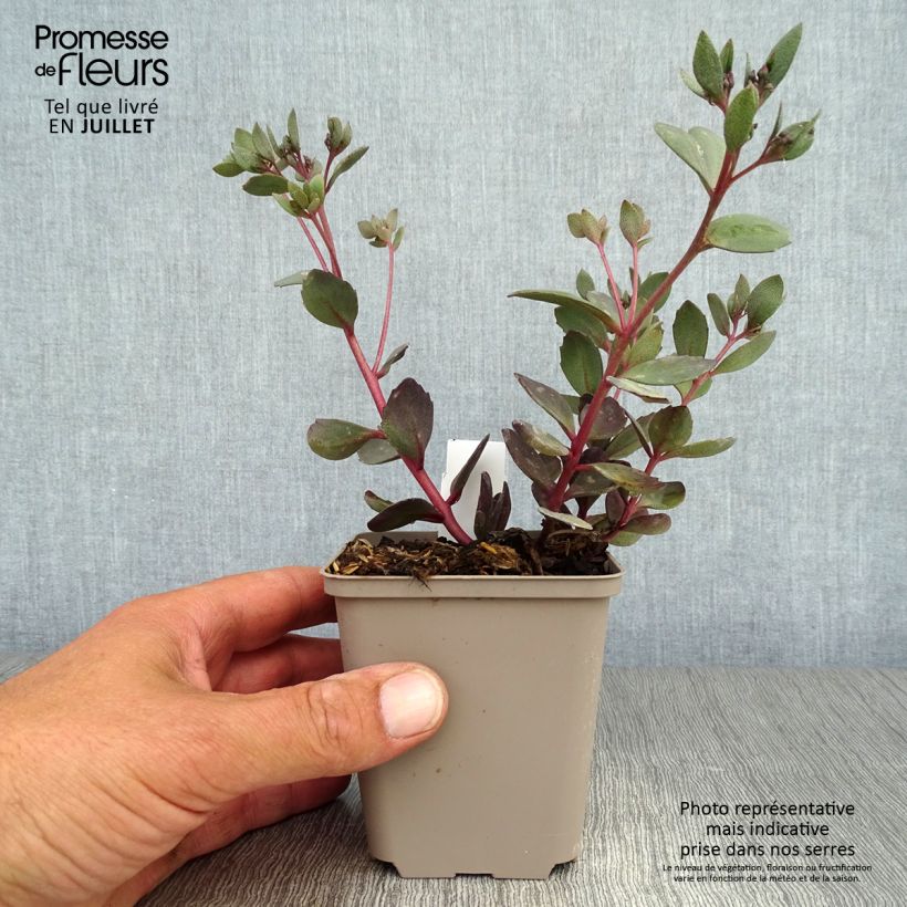 Esemplare di Sedum Sunsparkler Dazzleberry Vasetto da 8/9 cm consegnato in estate