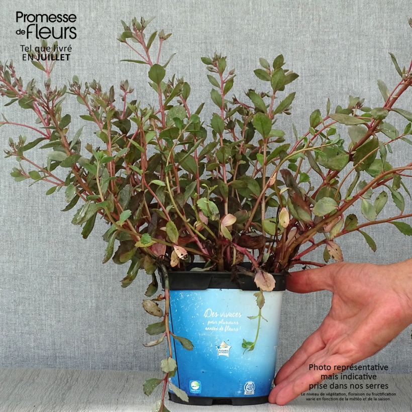 Esemplare di Sedum Sunsparkler Dazzleberry Vaso da 2L/3L consegnato in estate