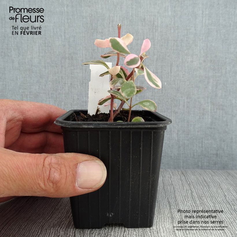 Esemplare di Sedum Sunsparkler Dream Dazzler Vasetto da 8/9 cm come consegnato in autunno