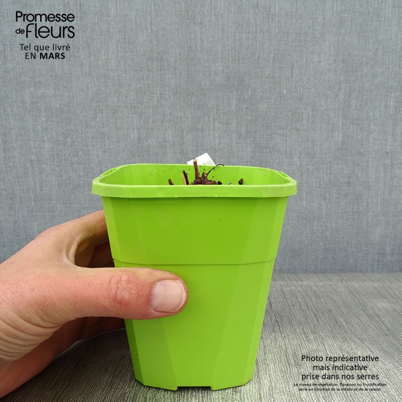Sedum Sunsparkler Jade Tuffet Vaso da 1,5L/2L esemplare consegnato in inverno