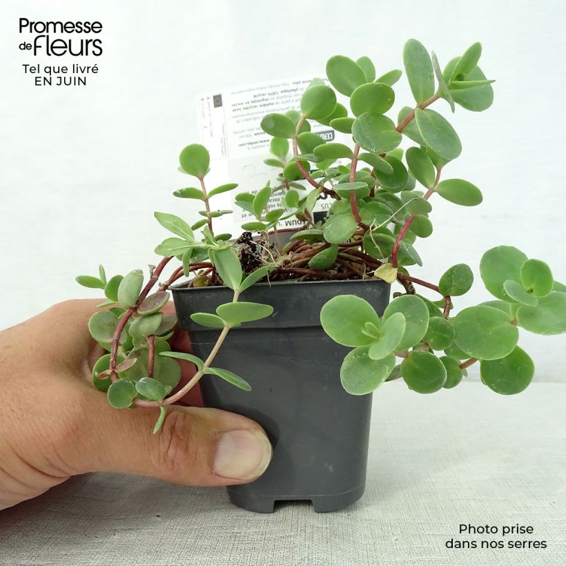 Esemplare di Sedum Sunsparkler Lime Zinger Vasetto da 8/9 cm consegnato in estate