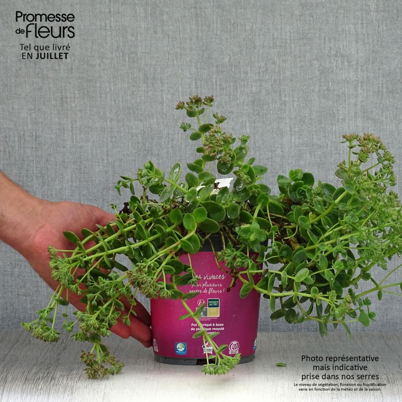 Esemplare di Sedum Sunsparkler Lime Zinger Vaso da 2L/3L consegnato in estate