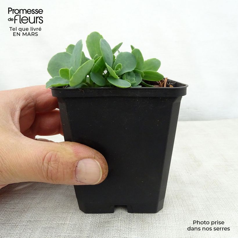 Sedum spectabile Tropical Night - Borracina Vasetto da 8/9 cm esemplare consegnato in primavera