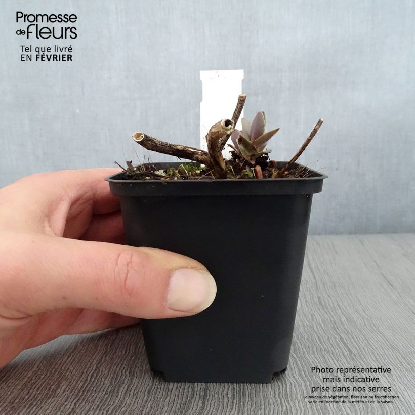 Sedum spectabile Twinkling Star - Borracina Vasetto da 8/9 cm esemplare consegnato in inverno
