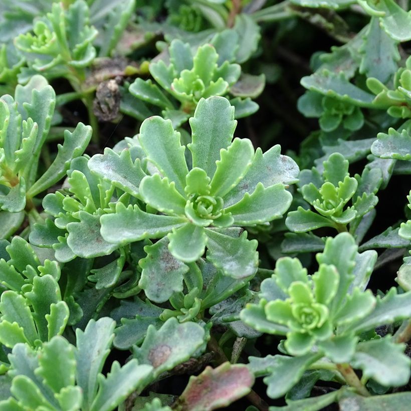 Sedum kamtschaticum var. floriferum Weihenstephaner Gold (Fogliame)
