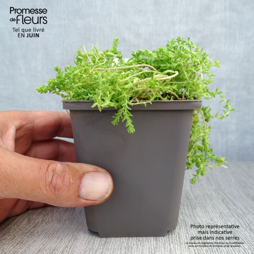 Esemplare di Sedum acre Yellow Queen - Borracina acre Vasetto da 8/9 cm consegnato in estate