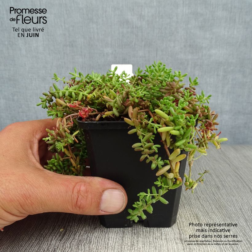 Esemplare di Sedum album Coral Carpet - Borracina bianca Vasetto da 8/9 cm consegnato in estate