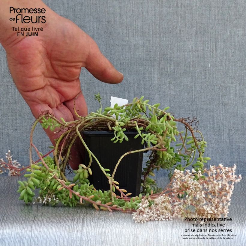 Esemplare di Sedum album var. murale - Borracina bianca Vasetto da 8/9 cm consegnato in estate