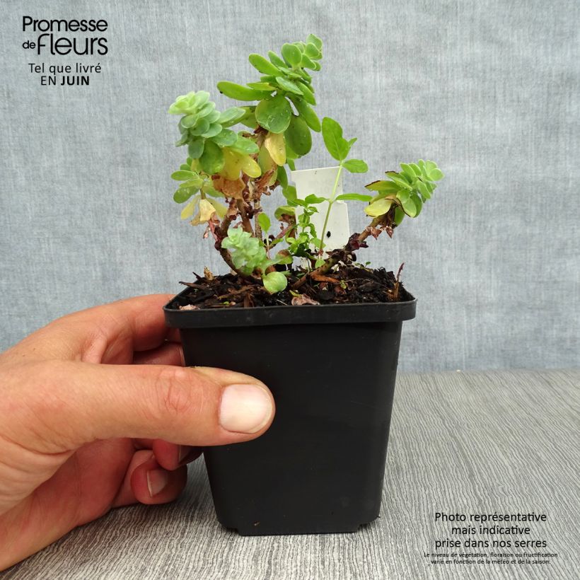 Esemplare di Sedum anacampseros - Borracina anacampsero Vasetto da 8/9 cm consegnato in estate