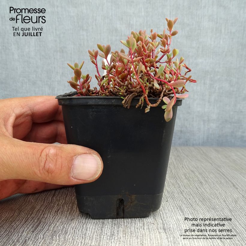 Esemplare di Sedum cauticola Lidakense Vasetto da 8/9 cm consegnato in estate