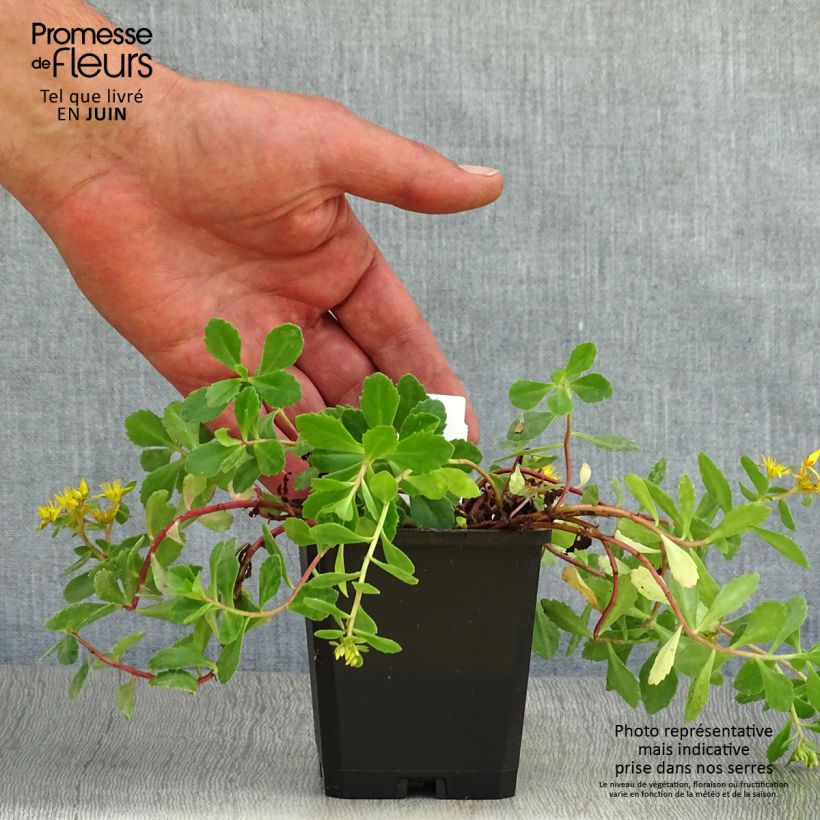 Esemplare di Sedum kamtchaticum Vasetto da 8/9 cm consegnato in estate
