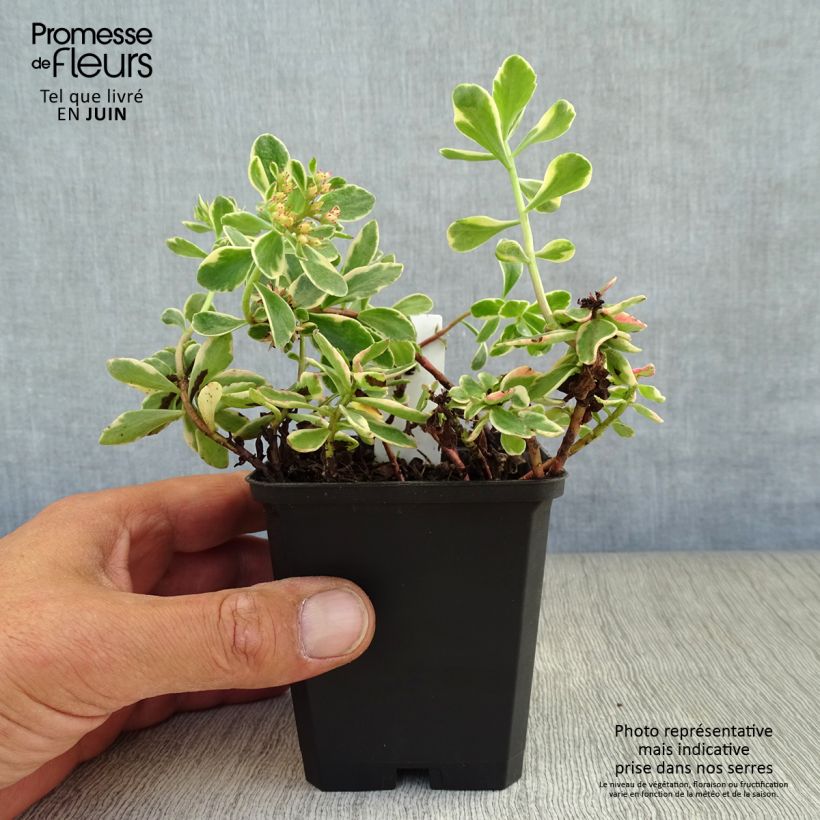 Esemplare di Sedum kamtchaticum Variegatum Vasetto da 8/9 cm consegnato in estate