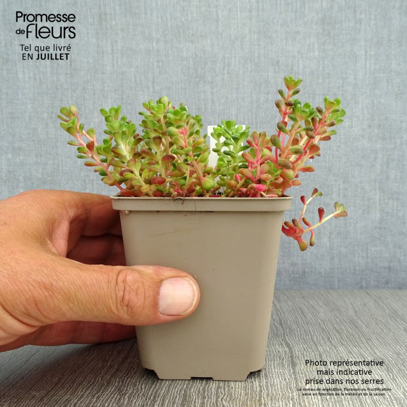 Esemplare di Sedum oreganum Vasetto da 8/9 cm consegnato in estate