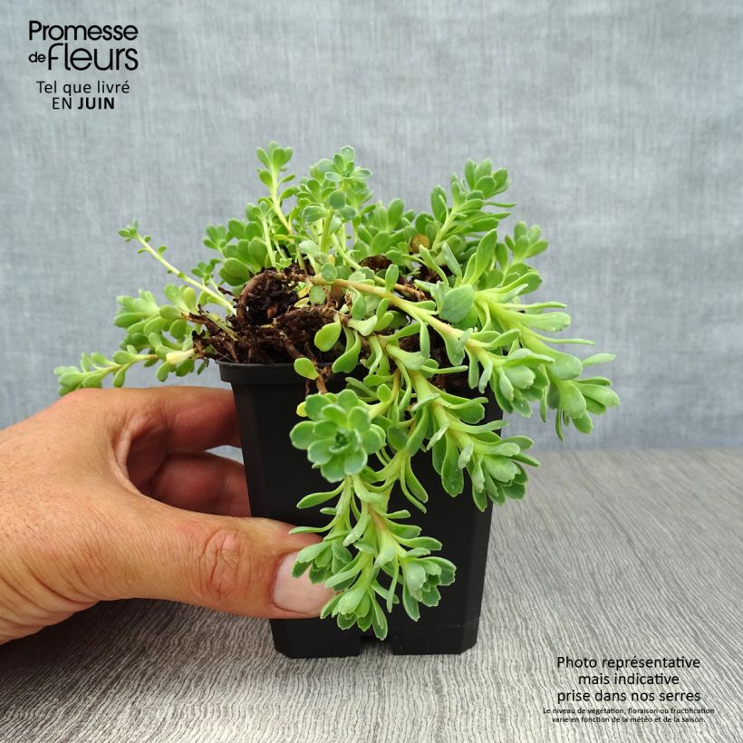 Esemplare di Sedum pachyclados Vasetto da 8/9 cm consegnato in estate
