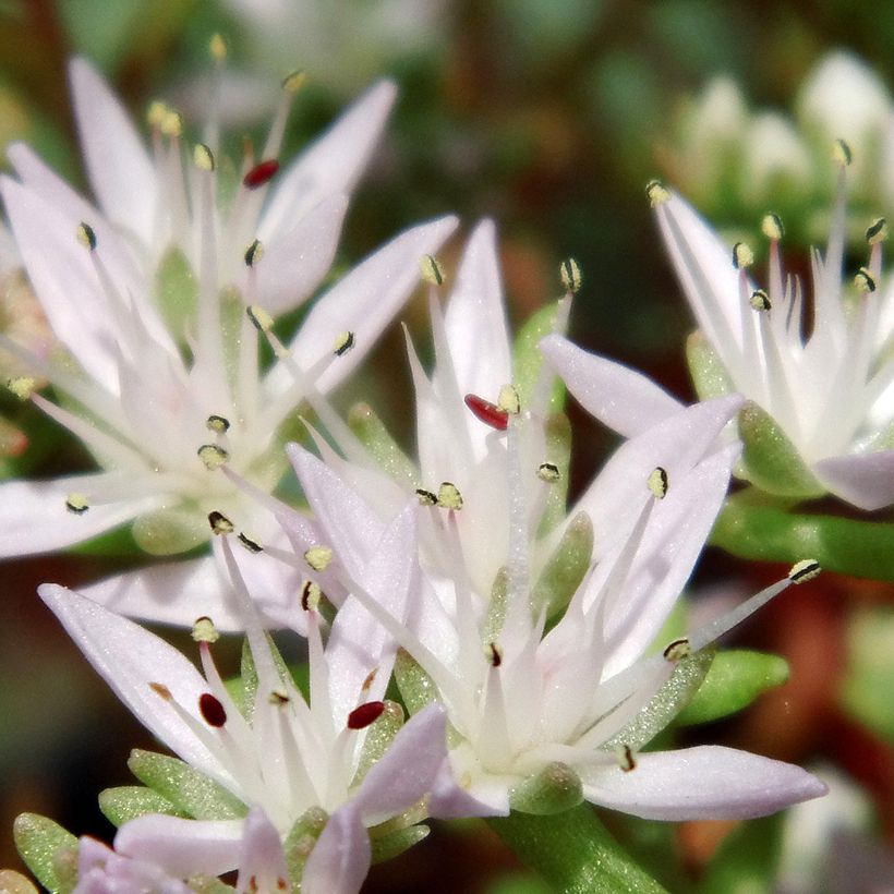 Sedum pulchellum (Fioritura)
