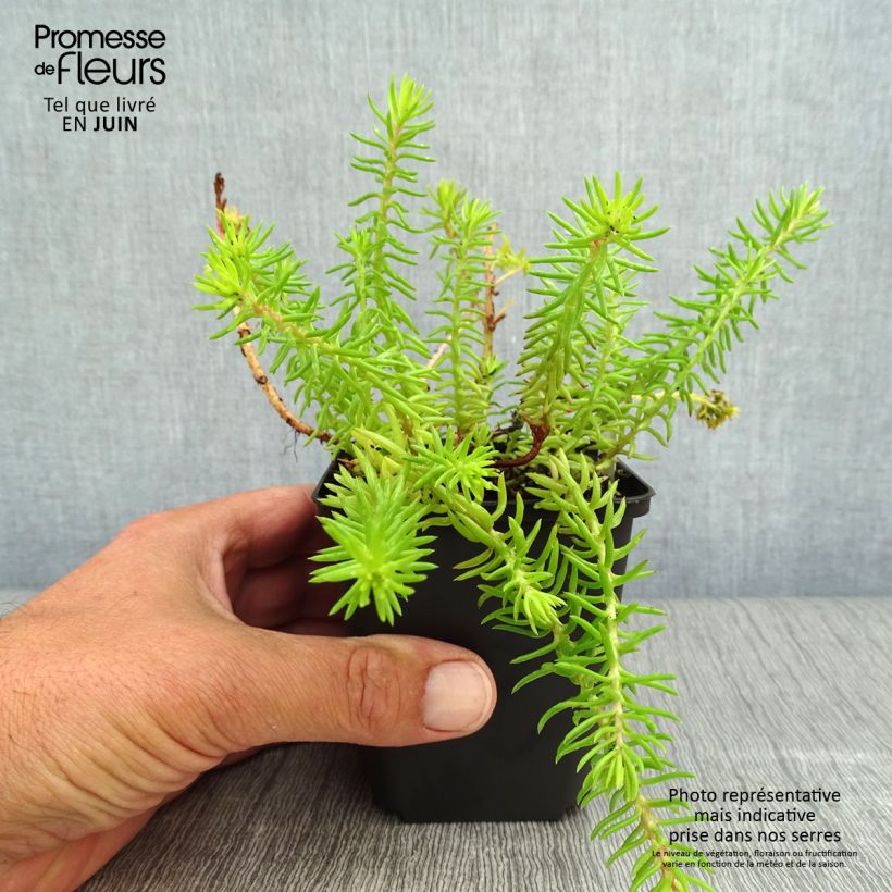 Esemplare di Sedum reflexum Angelina - Borracina rupestre Vasetto da 8/9 cm consegnato in estate