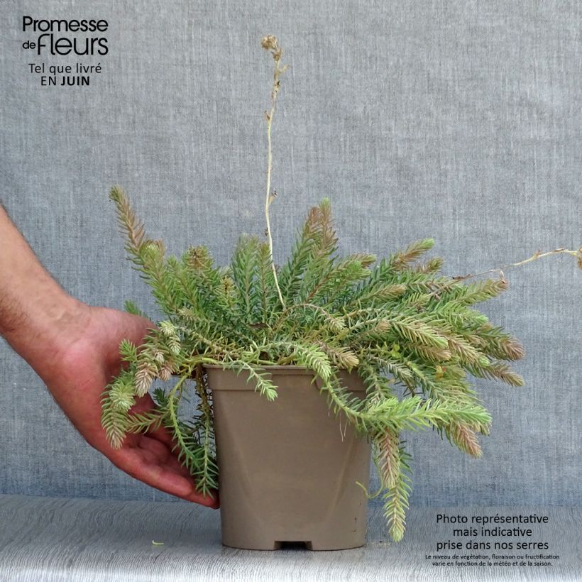 Esemplare di Sedum reflexum Blue Spruce - Borracina rupestre Vaso da 2L/3L consegnato in estate