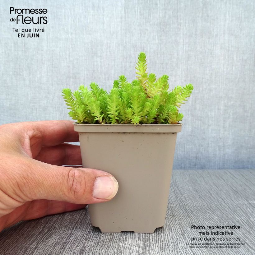 Esemplare di Sedum sexangulare - Borracina insipida Vasetto da 8/9 cm consegnato in estate