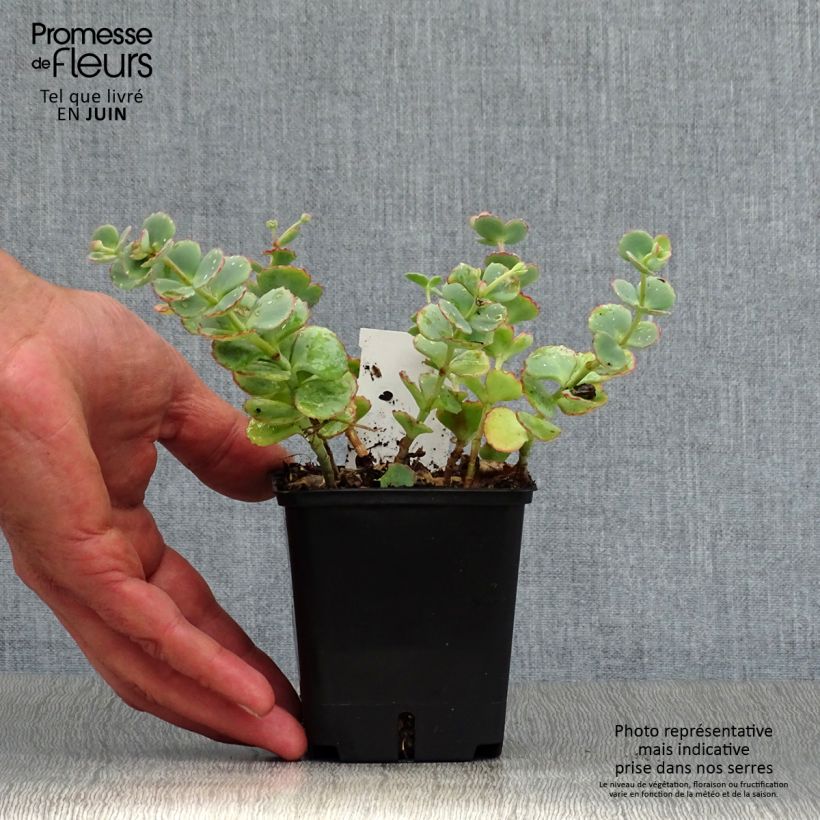 Esemplare di Sedum sieboldii sieboldii Vasetto da 8/9 cm consegnato in estate