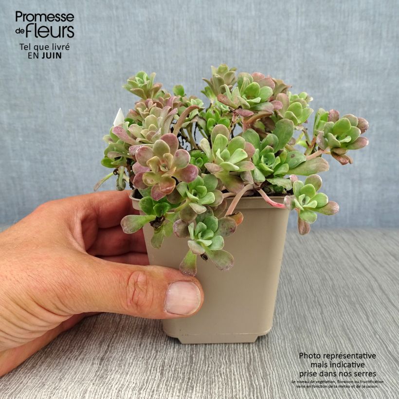 Esemplare di Sedum spathulifolium Purpureum Vasetto da 8/9 cm consegnato in estate