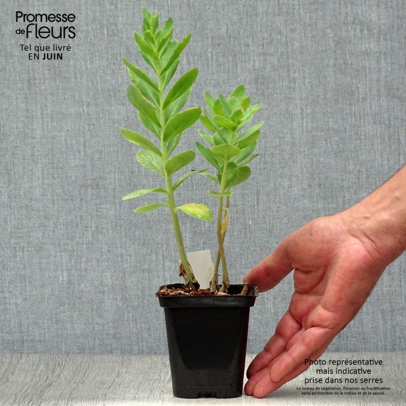 Esemplare di Sedum spectabile Carl - Borracina Vasetto da 8/9 cm consegnato in estate