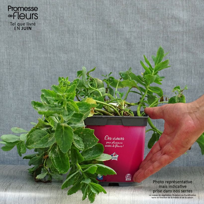 Esemplare di Sedum spectabile Carl - Borracina Vaso da 2L/3L consegnato in estate