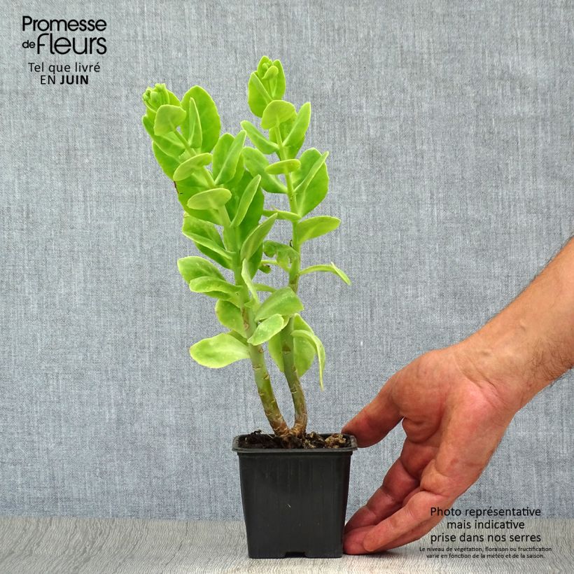 Esemplare di Sedum spectabile Carmen - Borracina Vasetto da 7/8 cm consegnato in estate
