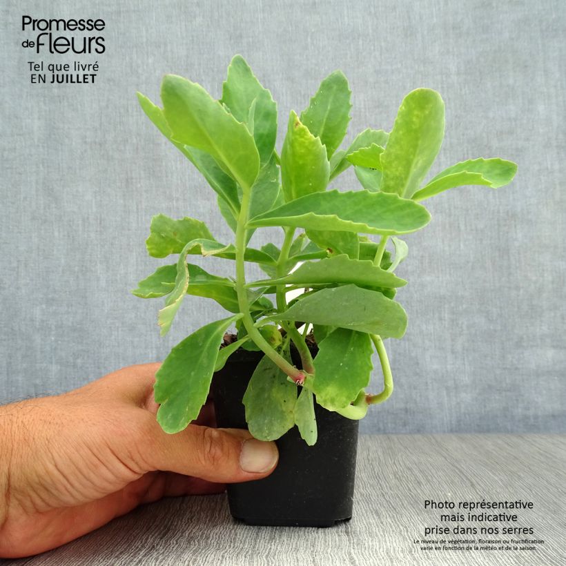 Esemplare di Sedum spectabile Septemberglut - Borracina Vasetto da 8/9 cm consegnato in estate