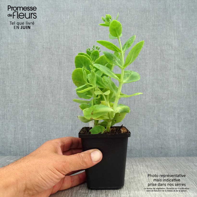 Esemplare di Sedum spectabile Stardust - Borracina Vasetto da 8/9 cm consegnato in estate