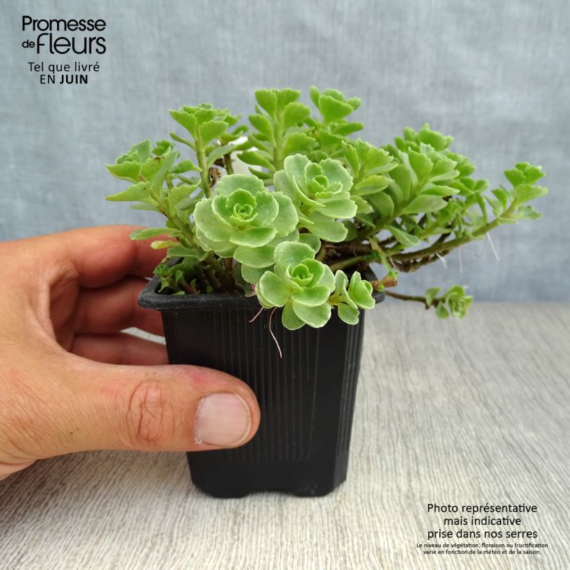 Esemplare di Sedum spurium Album Superbum Vasetto da 8/9 cm consegnato in estate
