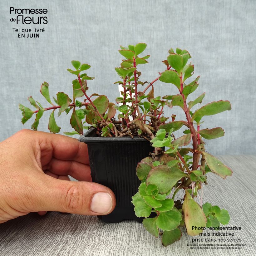 Esemplare di Sedum spurium Dragon Blood Vasetto da 8/9 cm consegnato in estate