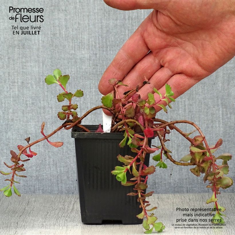 Esemplare di Sedum spurium Fuldaglut Vasetto da 8/9 cm consegnato in estate