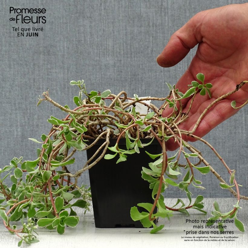 Esemplare di Sedum spurium Variegatum Vasetto da 8/9 cm consegnato in estate