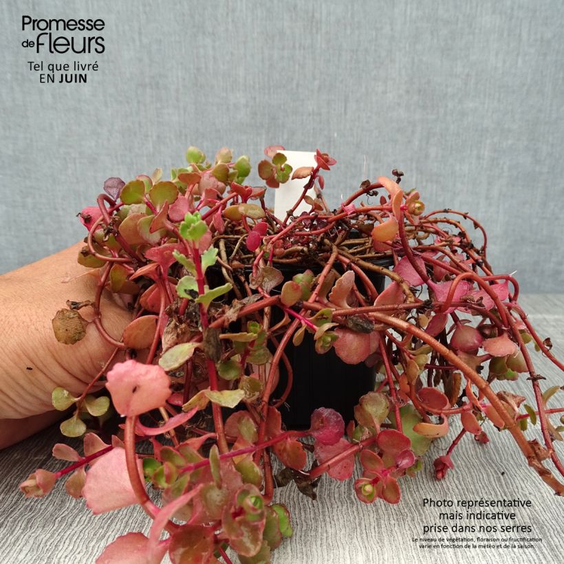 Esemplare di Sedum spurium Woodoo Vasetto da 8/9 cm consegnato in estate