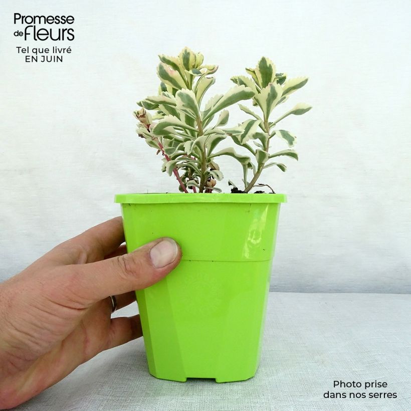 Esemplare di Sedum takesimense Atlantis Vaso da 1,5L/2L consegnato in estate