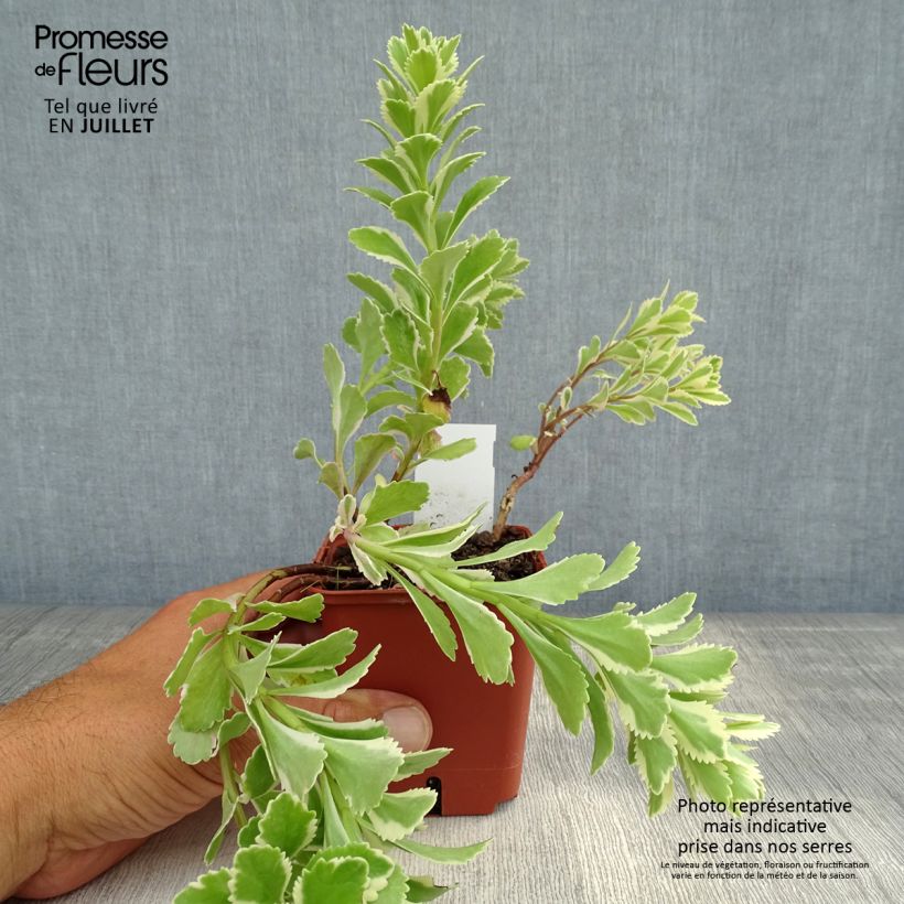 Esemplare di Sedum takesimense Atlantis Vasetto da 8/9 cm consegnato in estate