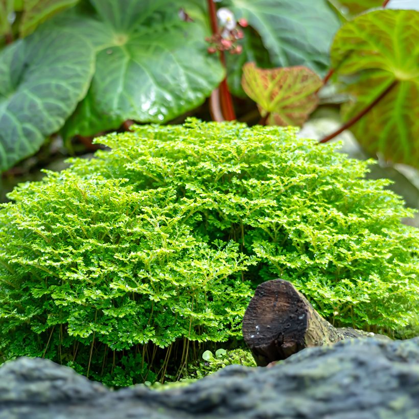 Selaginella apoda (Porto)