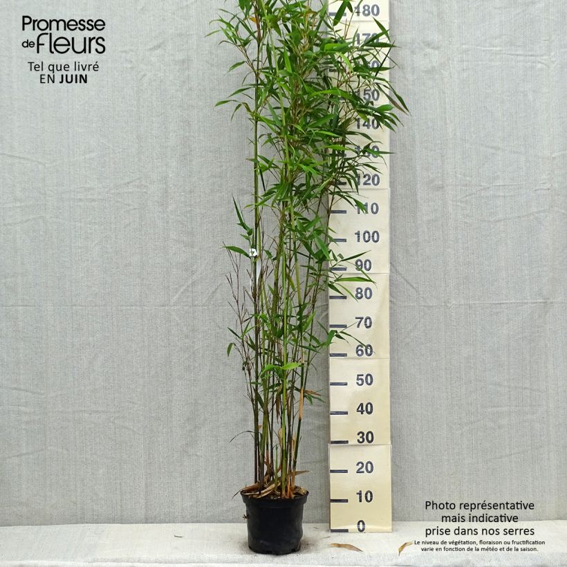 Esemplare di Semiarundinaria fastuosa Viridis Vaso da 4L/5L consegnato in estate