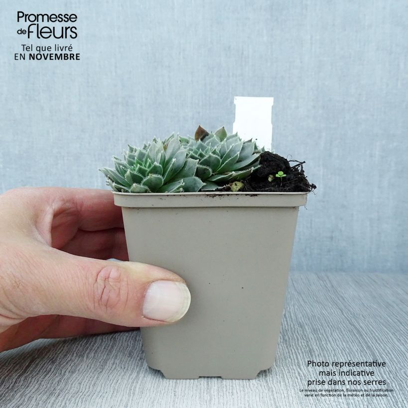 Esemplare di Sempervivum Alpha - Semprevivo Vasetto da 8/9 cm come consegnato in autunno