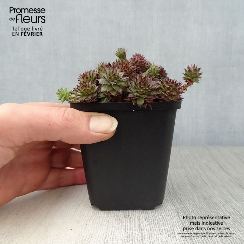 Sempervivum Bronco - Semprevivo Vasetto da 8/9 cm esemplare consegnato in inverno
