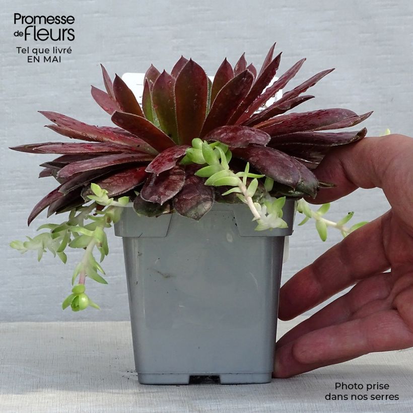 Sempervivum Chick Charms Cherry Berry - Semprevivo Vaso da Ø 10 cm/11 cm esemplare consegnato in primavera