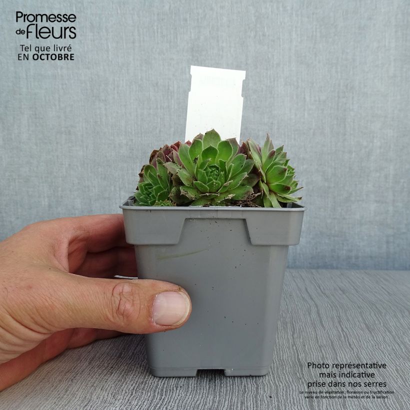 Esemplare di Sempervivum Chick Charms Cherry Berry - Semprevivo Vaso da Ø 10 cm/11 cm come consegnato in autunno