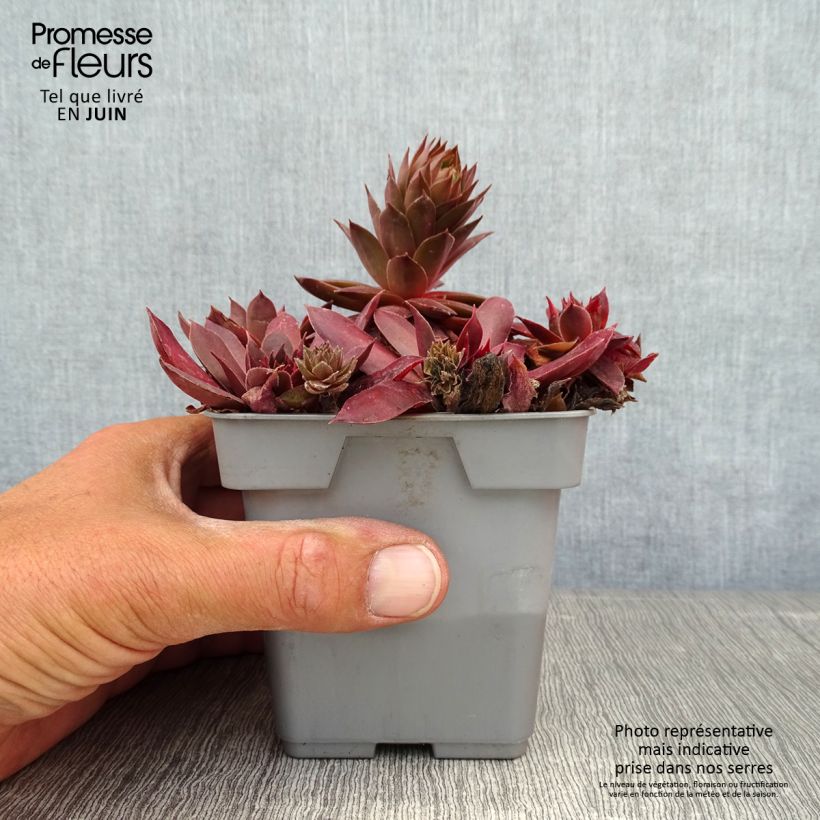 Esemplare di Sempervivum Chick Charms Chocolate Kiss - Semprevivo Vaso da Ø 10 cm/11 cm consegnato in estate