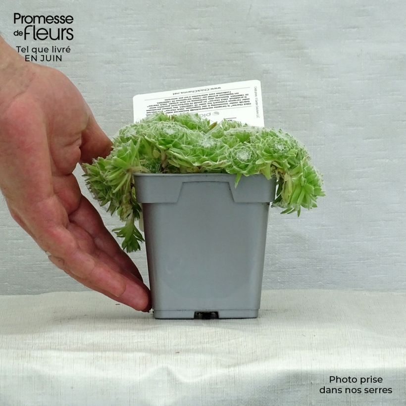 Esemplare di Sempervivum Chick Charms Cotton Candy - Semprevivo Vaso da Ø 10 cm/11 cm consegnato in estate