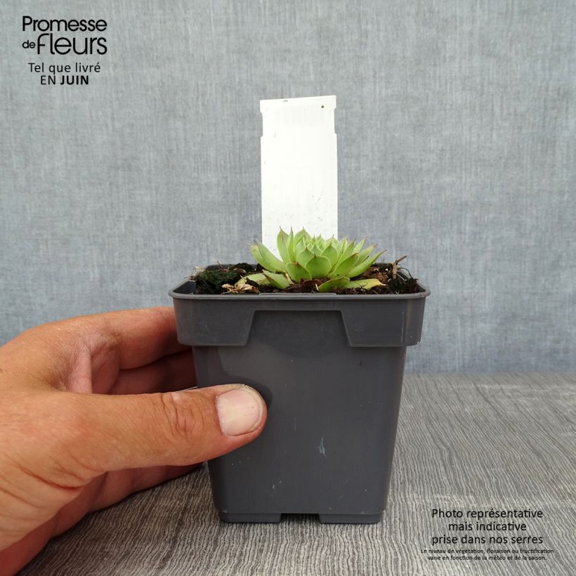 Esemplare di Sempervivum Chick Charms Gold Nugget - Semprevivo Vaso da Ø 10 cm/11 cm consegnato in estate